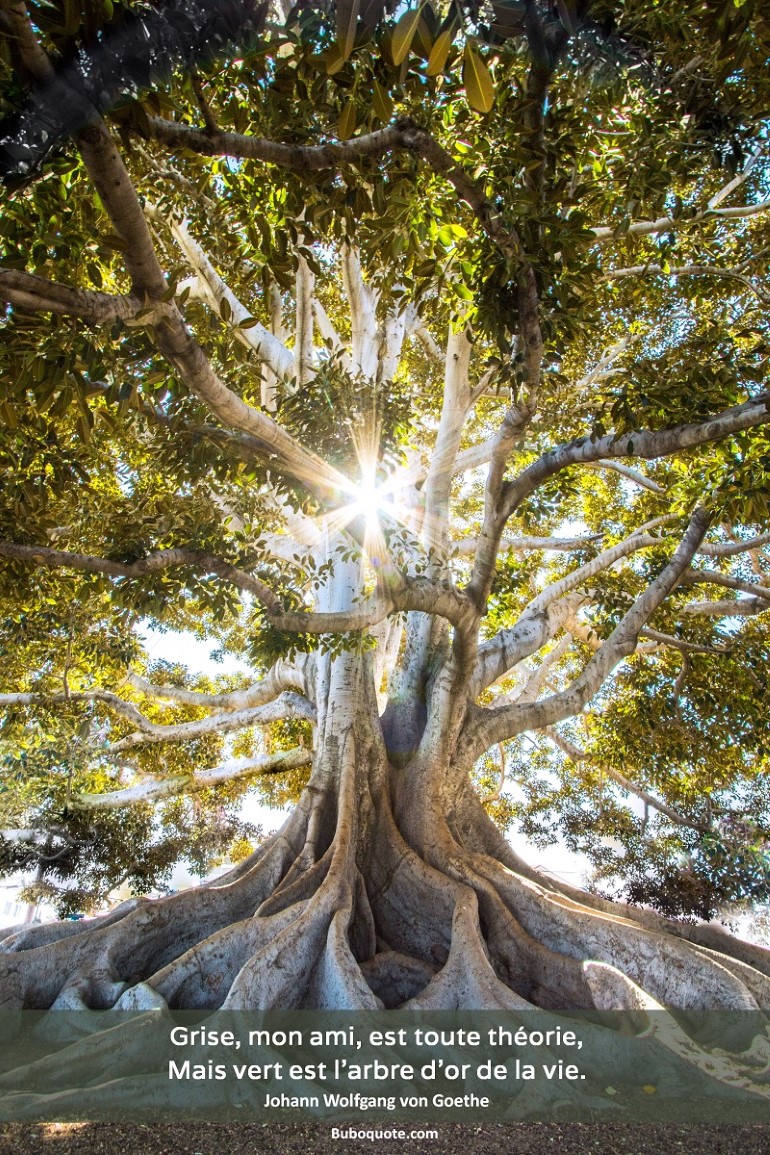 Grise, mon ami, est toute théorie,
Mais vert est l'arbre d'or de la vie.