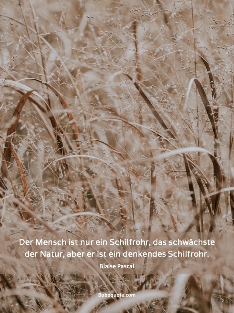 Der Mensch ist nur ein Schilfrohr, das schwächste der Natur, aber er ist ein denkendes Schilfrohr.